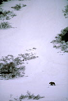 Aerial shot of Kamchatka Brown bear walking across snow {Ursus arctos beringianus} Kamchatka, Russia