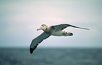 New Zealand albatross {Diomedea antipodensis} in flight, Golfo de Penas, Chile