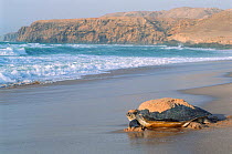 Green turtle returning to sea {Chelonis mydas} Ras al Junayz, Oman