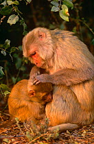 Rhesus macaque grooming young {Macaca mulatta} Keoladeo NP, India