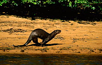 Giant otter running along river bank {Pteronura brasiliensis} Pantanal, Brazil.