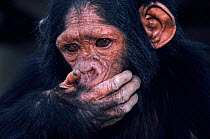 Young chimpanzee {Pan troglodytes schweinfurthii} Virunga NP, Democratic Republic of Congo.