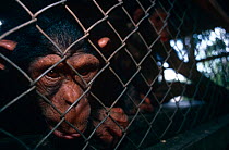 Young chimpanzee in cage {Pan troglodytes schweinfurthii} captive, Ituri RR, Congo Rep