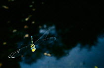 Southern hawker dragonfly male flying {Aeshna cyanea} UK