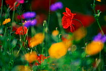 Common poppy and other wild flowers {Papaver rhoeas} UK