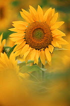 Sunflower {Helianthus annuus}