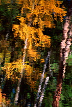 Autumn trees reflected in water, USA