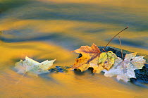 Autumn leaves and reflections in stream, North America