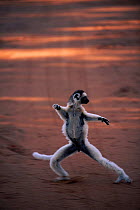 Verreaux's sifaka 'dancing' {Propithecus v. verreauxi} Berenty Reserve, Madagascar