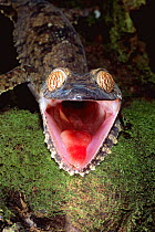 Leaf tailed gecko {Uroplatus fimbriatus} defensive behaviour, Nosy Mangabe, Madagascar
