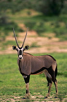 Oryx portrait {Oryx gazella} Kgalagadi transfrontier Park, Kalahari, South Africa