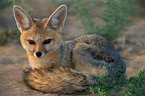 Cape fox cub {Vulpes chama} Kgalagadi Transfrontier NP, S Africa