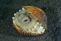 Veined octopus in shell (Octopus marginatus) Sulawesi, Indonesia