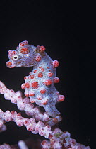 Pygmy seahorse (Hippocampus bargibanti) on Gorgonian coral (Muricella plectana) Sulawesi, Indonesia