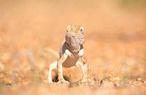 Desert chameleon {Chamaeleo namaquensis} note one eye facing forwards, the other backwards, Namib desert, Namibia
