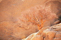 Leafless tree in desert {Commiphora glaucescens} Spitzkoppe, Namibia
