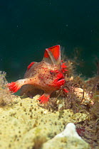 Red handfish {Brachyionichthys politus} Tasmania, Australia