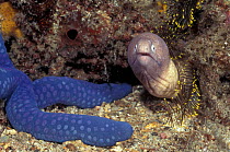 White eyed moray eel {Siderea prosopeion} and Starfish {Linckia laevigata} Indonesia
