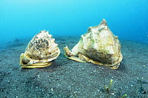 Horned helmet snails {Cassis cornuta} Sulawesi, Indonesia