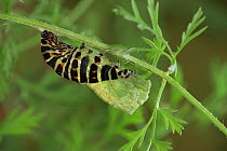 Swallowtail butterfly caterpillar {Papilio machaon} making chrysalis, Germany