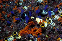 Tunicates {Polycarpa aurata} + {Rhopalaea sp} on soft coral Banda, Moluccas, Indonesia
