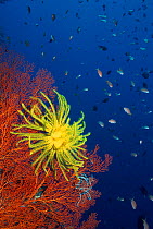 Feather star on Sea fan coral {Crinoidea} Sulawesi, Indonesia