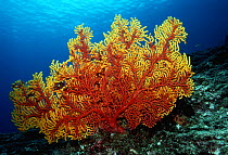 Gorgonian coral (Seafan) {Gorganacea} Banda Is, Moluccas, Indonesia
