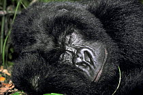 Mountain gorilla asleep {Gorilla beringei} Virunga NP, Democratic Republic of Congo. "Rafiki" killed by roaming militia after Rwandan crisis.