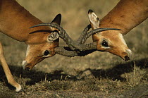 Impala males fighting {Aepyceros melampus} with horns locked, Masai Mara GR, Kenya