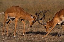 Impala males fighting {Aepyceros melampus} Masai Mara GR, Kenya