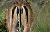 Impala tail pattern {Aepyceros melampus} Kruger NP, South Africa