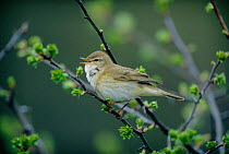 Singing Willow warbler {Phylloscopus trochilus} UK