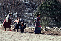 Sherpa man and wife ploughing field with domestic Yak, in highlands of Nepal