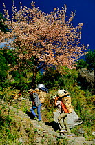 Porters carrying luggage for tourists / trekkers Nepal