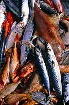 Mixed haul of fish, Spain