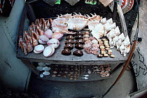 Sea shells for sale on roadside stall. Mombassa, Kenya