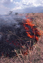 Grass fire started by poachers in the dry season, in attempt to drive wildlife out for them to hunt, Rwindi plains, Virunga NP, Democratic Republic of Congo (formerly Zaire)