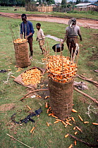 Harvested Carrots loaded into sacks for taking to Nairobi market. Limuru, Kenya