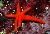 Orange starfish growing body from severed arm. Indonesia {Echinaster luzonicus} Moluccas