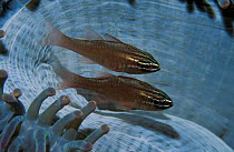 Moluccan cardinalfish in anemone {Apogon moluccensis} Sulawesi, Indonesia Kungkungan