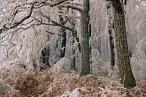 Hoar frost on trees and undergrowth. Oak and beech forest. Bavaria, Germany