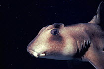 Port Jackson Shark {Heterodontus philippi} South Australia