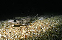 Dogfish shark (Scyliorhinus canicula) UK