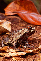 Asian horned toad, {Megophrys monticola} Mount Apo NP, Mindanao, Philippines