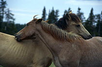 Mustang studs {Equus caballus} mutual grooming, USA