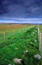 Corncrake conservation - corridor beside agricultural land. Coll, Argyll, Scotland