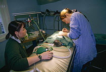 Vet neutering cat under general anaesthetic, Exeter, Devon, UK