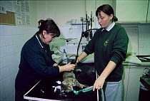 Vet nurse shaves domestic cat before surgery. UK