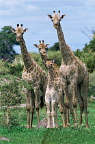 Giraffe family {Giraffa camelopardalis} Moremi GR, Botswana