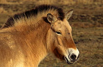 Przewalski horse {Equus ferus przewalski} captive